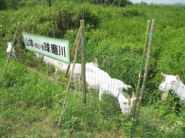 球磨川河川敷の草を食べる山羊