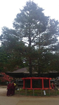 『高野山・御社（みやしろ）建立』