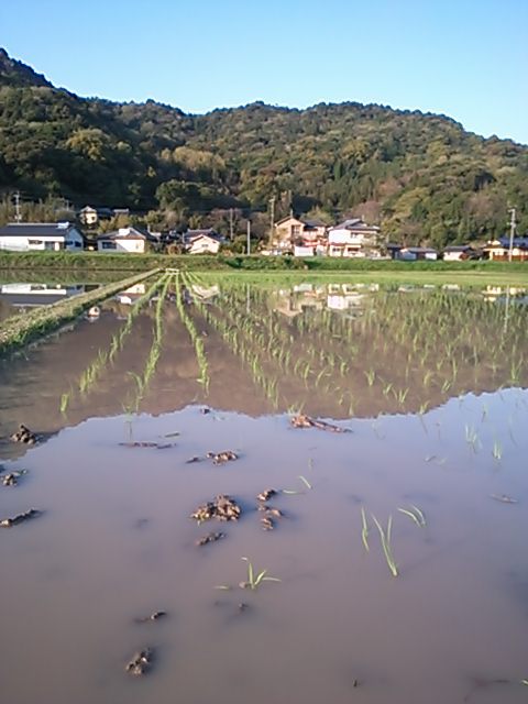 田植え