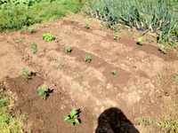 夏野菜の仕込みに♫