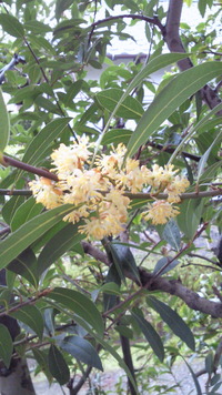 月桂樹の花