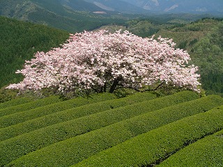 遠山桜が全国区で紹介されています