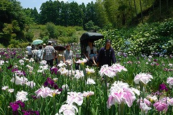 あさぎり町花菖蒲祭り開催されました！