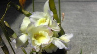 花の名前