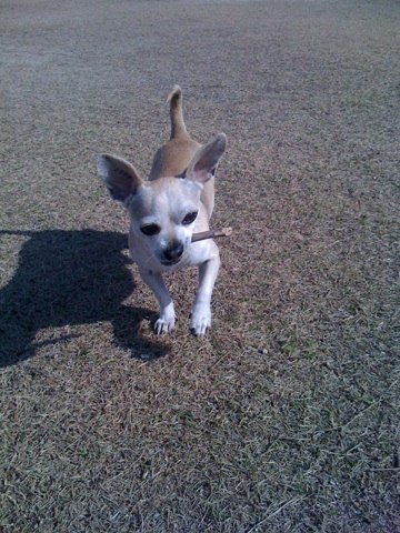 RUNトノ!!