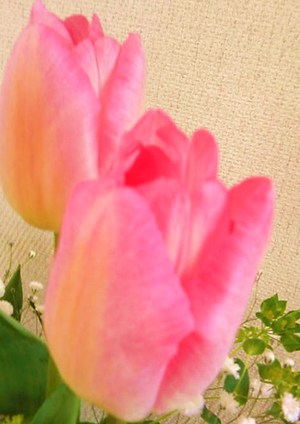 春よこい。・*