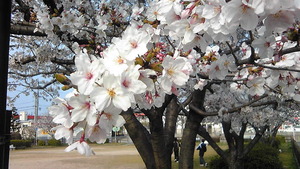 桜まつり