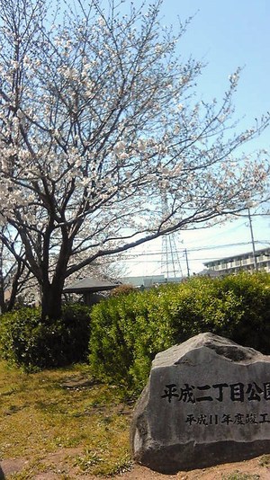 平成二丁目公園のサクラ♪