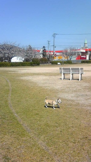平成二丁目公園のサクラ♪