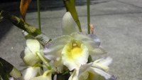 花の名前