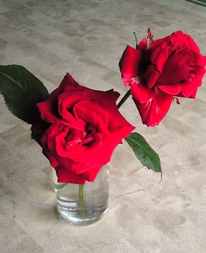 ♪rose♪