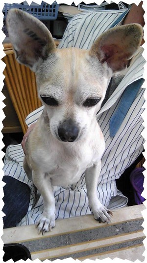 看板犬も出勤中~♪