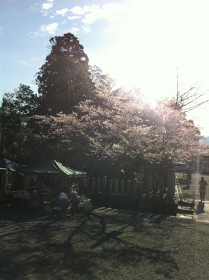 ☆阿蘇の桜☆