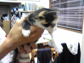 猫の成長日記1