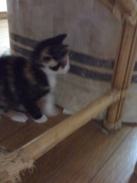 猫の成長日記1
