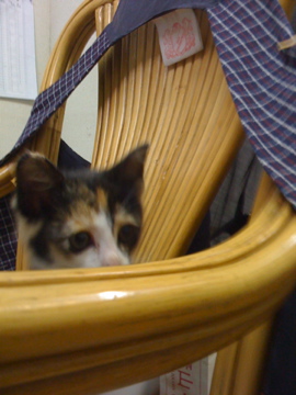 猫の成長日記1