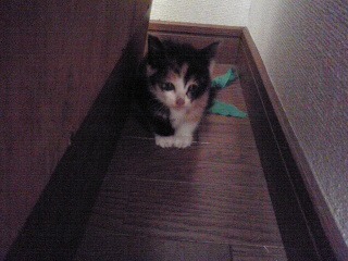 迷い猫
