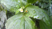 続☆チビッコflower