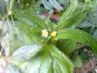 続☆チビッコflower