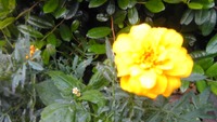 続☆チビッコflower