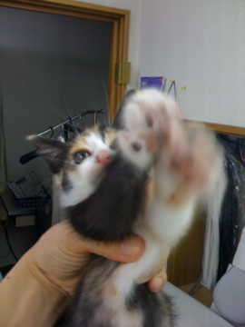 猫の成長日記1
