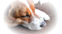 看板犬