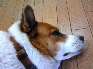 たろさん