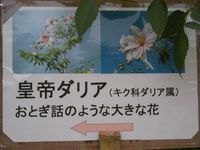 鳥は世界へ飛べるように・・・