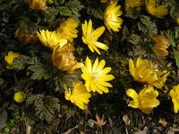 幸運な花と健康へ