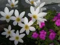 タマスダレという名でしたか