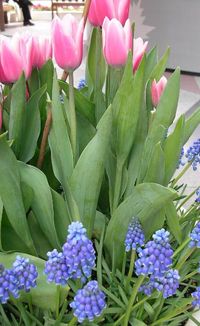 エビスガーデンの花