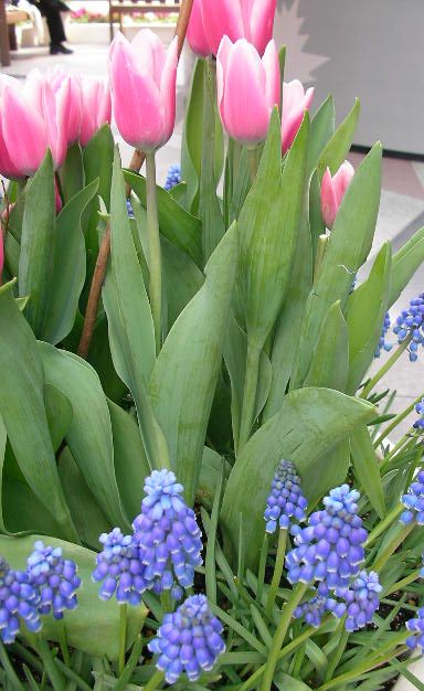 エビスガーデンの花