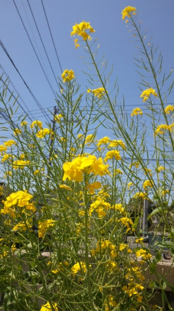 菜の花