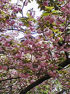 桜