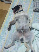 パグ!!!
