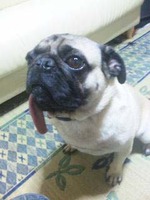 パグ!!!