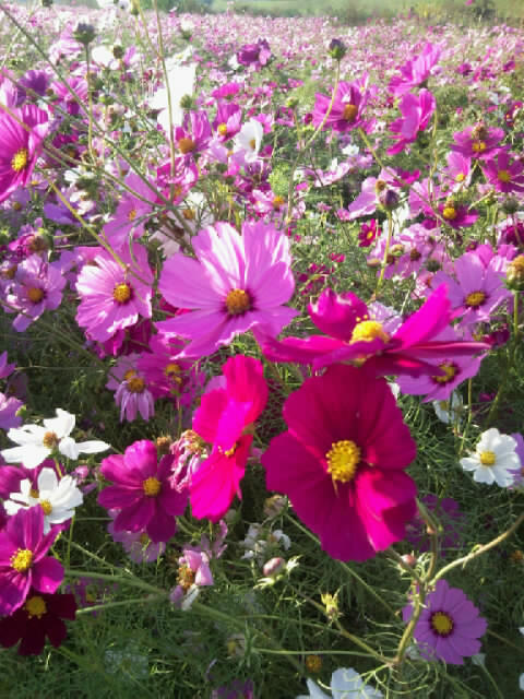 秋桜