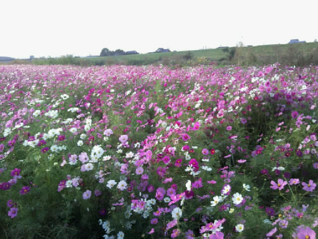 秋桜
