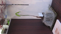 植木です。