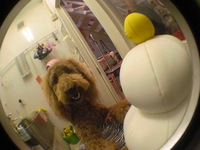 ２００９＊アシュリン