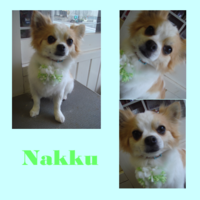 2008＊ナックkun