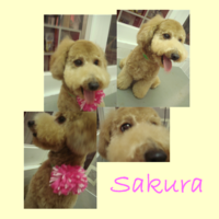 2008＊さくらchan