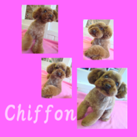 2008＊シフォンchan