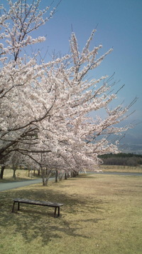 阿蘇の桜