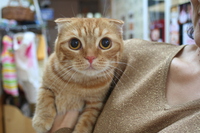 ニャンだって〜？！ 2014/06/20 21:59:39