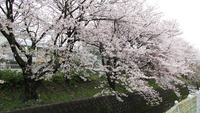 春爛漫