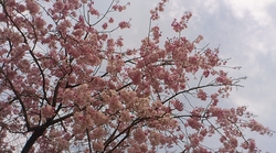 3/30(月)~4/4(土)の週替わりランチ♪ 3/30(月)~4/4(土)の週替わりランチ♪