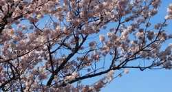 3/28(月)~4/2(土)の週替わりランチ♪ 3/28(月)~4/2(土)の週替わりランチ♪
