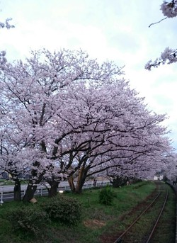4/4(月)7(木)8(金)9(土)の週替わりランチ♪ 4/4(月)7(木)8(金)9(土)の週替わりランチ♪