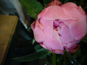 芍薬の季節です